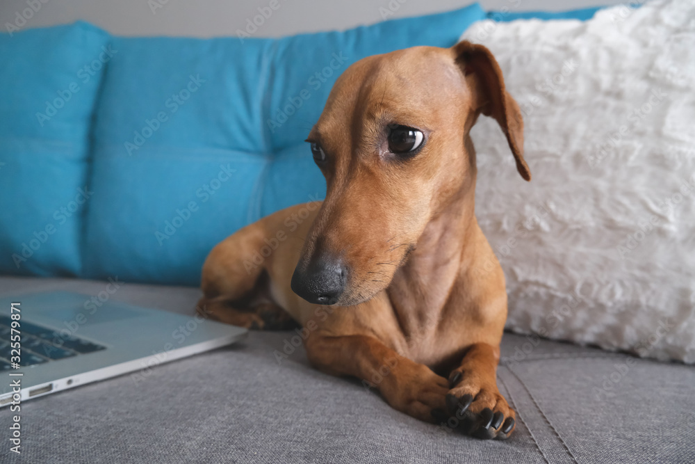Dachshund lying on the sofa with pillows, notebook. Cozy and comfort atmosphere. Healthy and happy dog. Dachshund lying on the sofa with pillows, notebook. Cozy and comfort atmosphere. Healthy and happy dog.