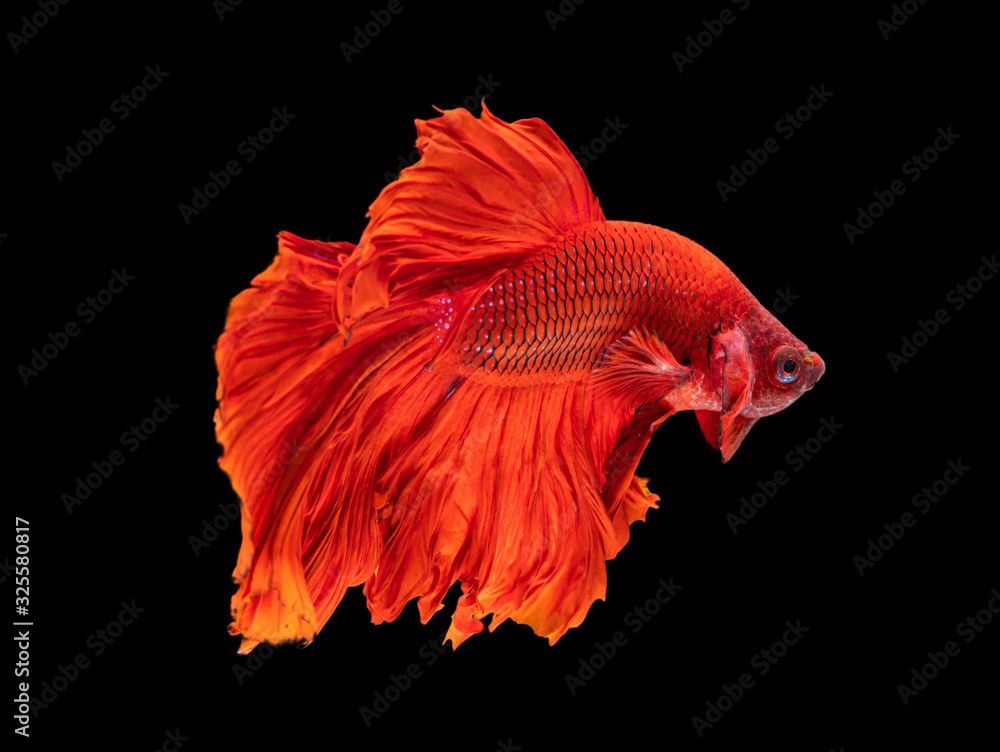 Beautiful betta splendens half moon siamese betta fish on black background. Beautiful betta splendens half moon siamese betta fish on black background.