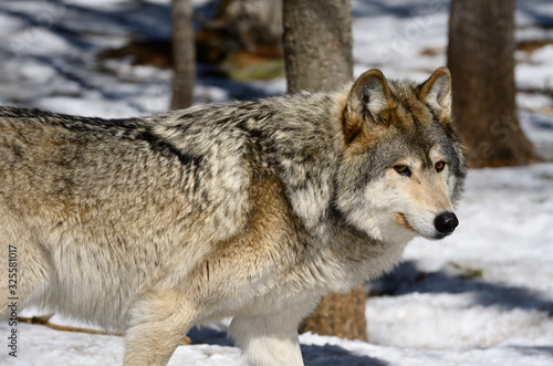 Cautious pacing male Gray Wolf in a sunny North Ontario forest in spring