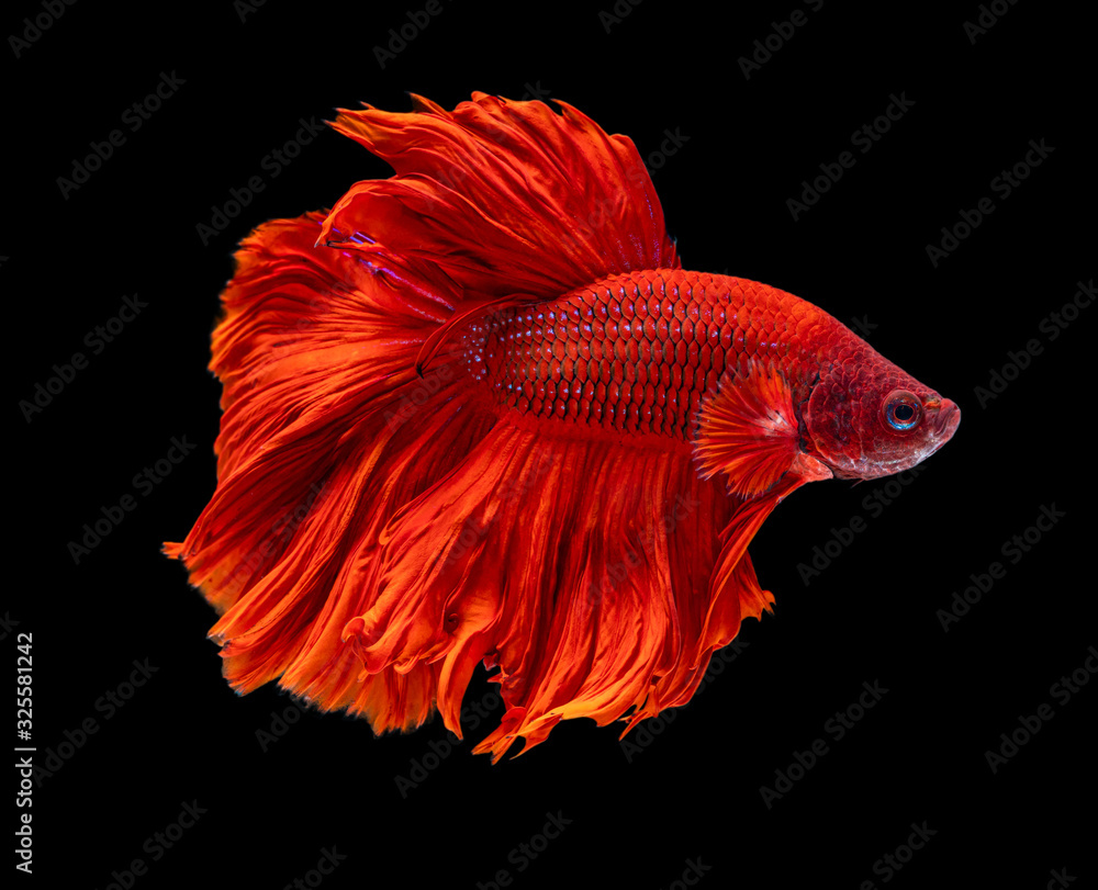 Beautiful betta splendens half moon siamese betta fish on black background. Beautiful betta splendens half moon siamese betta fish on black background.