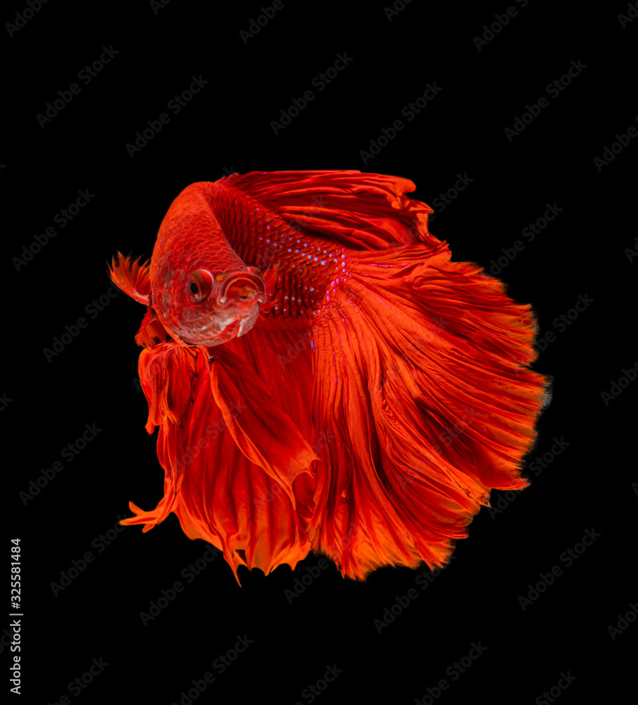 Beautiful betta splendens half moon siamese betta fish on black