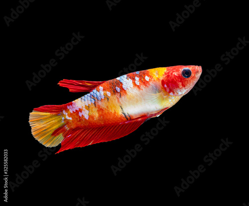 Beautiful female betta splendens half moon siamese betta fish on black background.