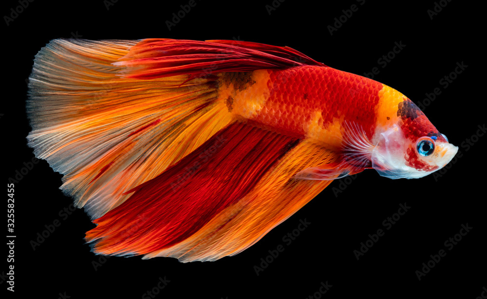 Fototapeta premium Beautiful betta splendens half moon siamese betta fish on black background.
