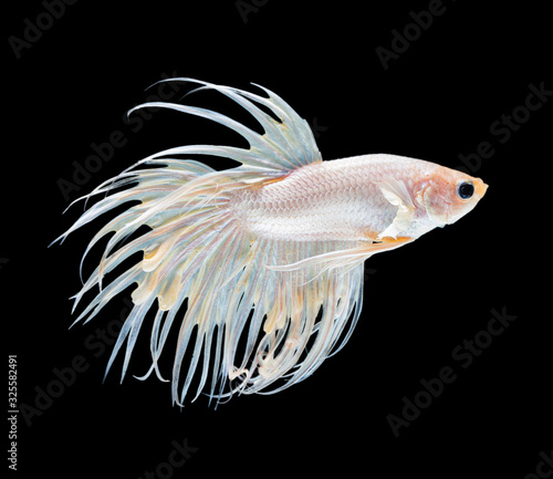 Beautiful white crowntail betta fish siamese fighting fish isolated on black background.