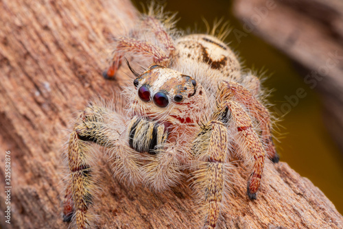Jumping spider on timber in nature.