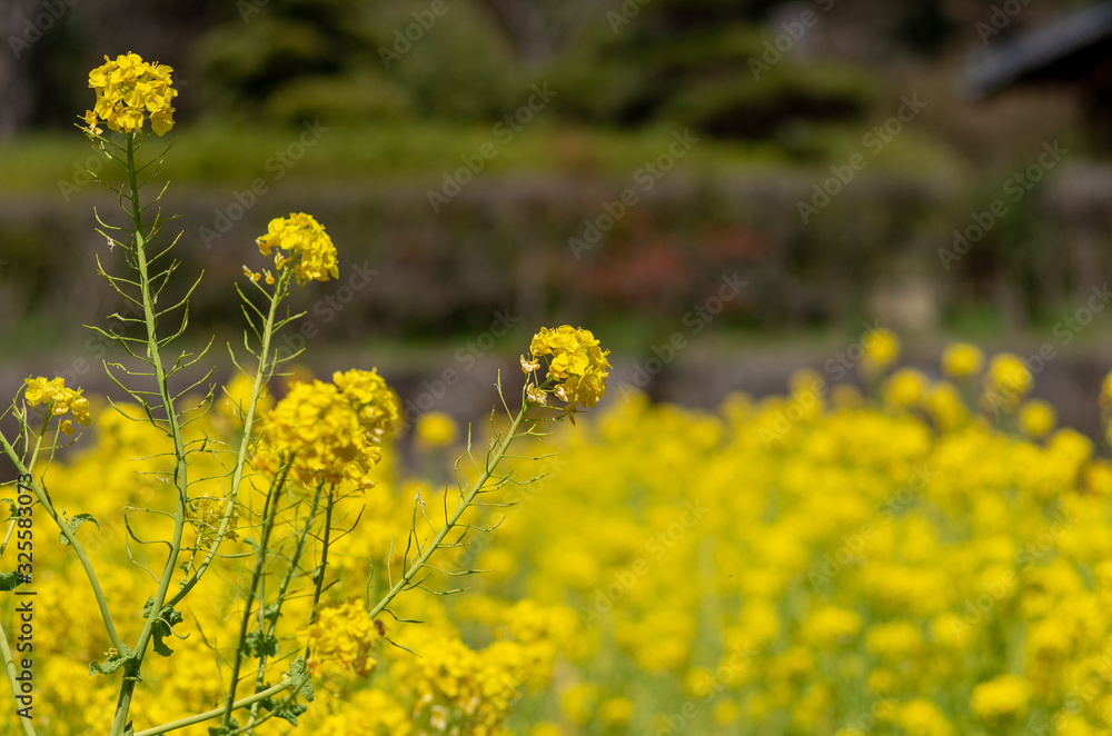 Obraz premium 菜花