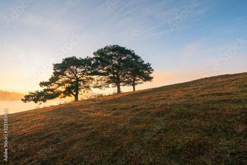 Big pine trees on yellow grass hill in early morning