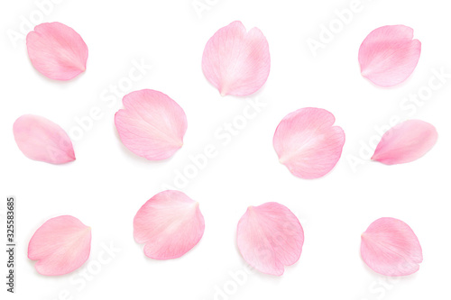 桜 花びら ピンク 春 白背景