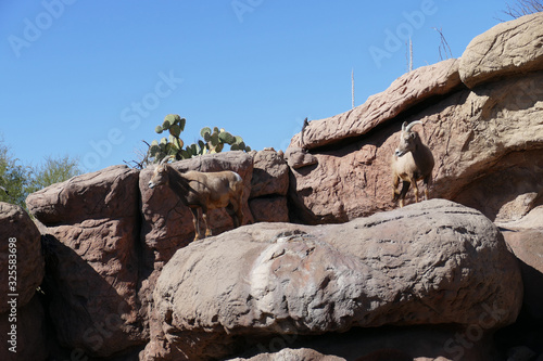 Big horn sheep clamber on a cliff.