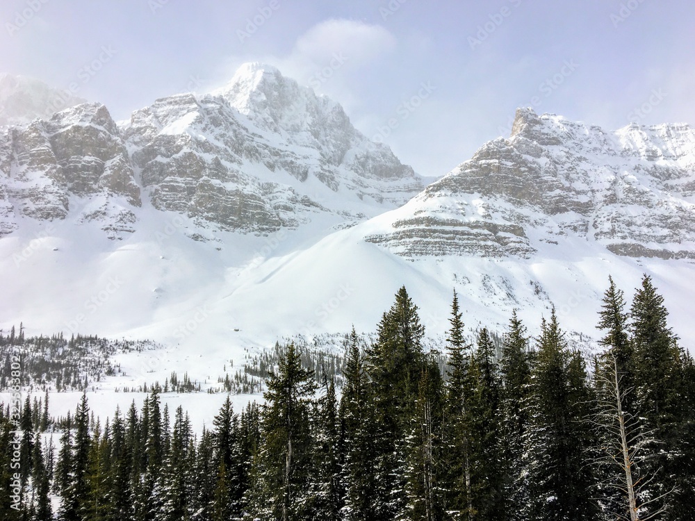 An incredible view of a dark green forest in the foreground and snow covered mountains peaks in the background, along the icefield parkway in the Rocky Mountains, Alberta, Canada