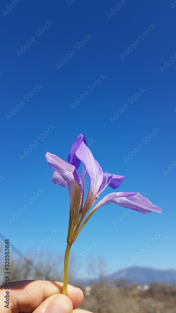 iris lily flower in winter season, blue sky background, greece
