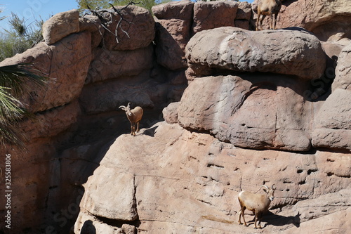 Big horn sheep clamber on a cliff.