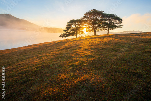 Foto Big pine trees on yellow grass hill in early morning