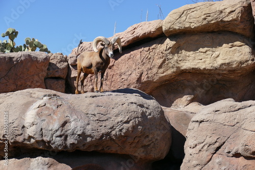 Big horn sheep clamber on a cliff.