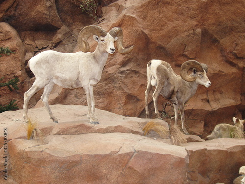 Big horn sheep clamber on a cliff.