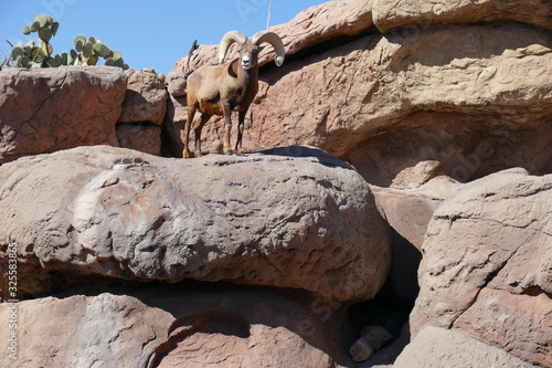 Big horn sheep clamber on a cliff.