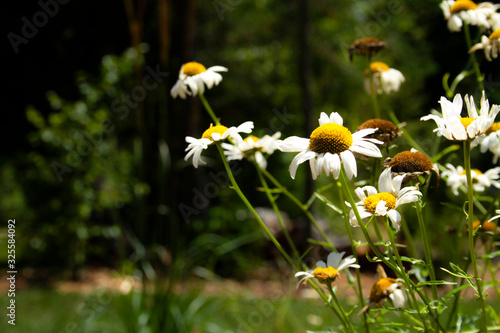 Wildflowers Outdoors in the Forest - Nature, 