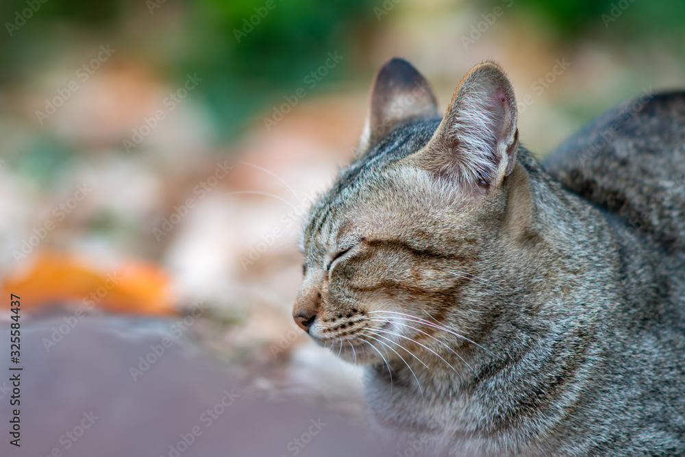 Portrait of striped cat lay on the floor, close up Thai cat, close relax cat