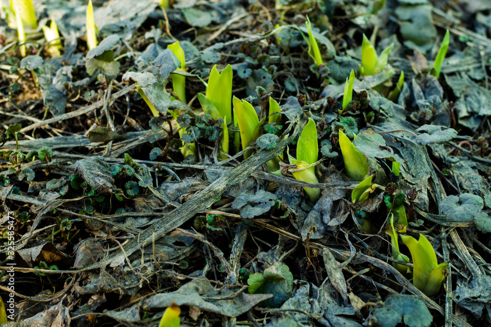 Fototapeta premium Sprouts of flowers sprout through dry old grass. Awakening of nature.