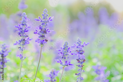 lavender flower beautiful in nature