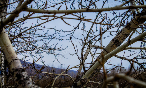 Gloomy blue sky with mountains through the branches of trees. Late autumn in the forest. Large poplars.