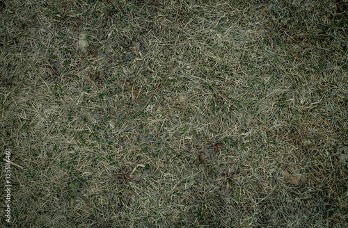 background with dry grass. The grass is withered. Autumn