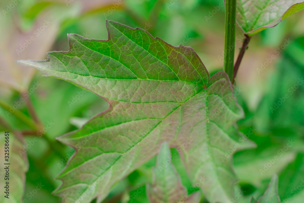 green leaf on a green background. Summer. Plants in the garden. green leaf on a green background. Summer. Plants in the garden.