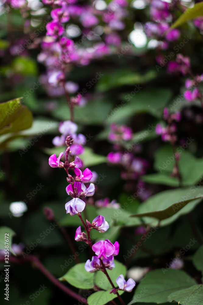 Lablab purpureus close up. Bean decorative plant with purple flowers on a background of dark green leaves. Lablab purpureus close up. Bean decorative plant with purple flowers on a background of dark green leaves.