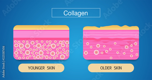 Collagen ,Protection Skin vector