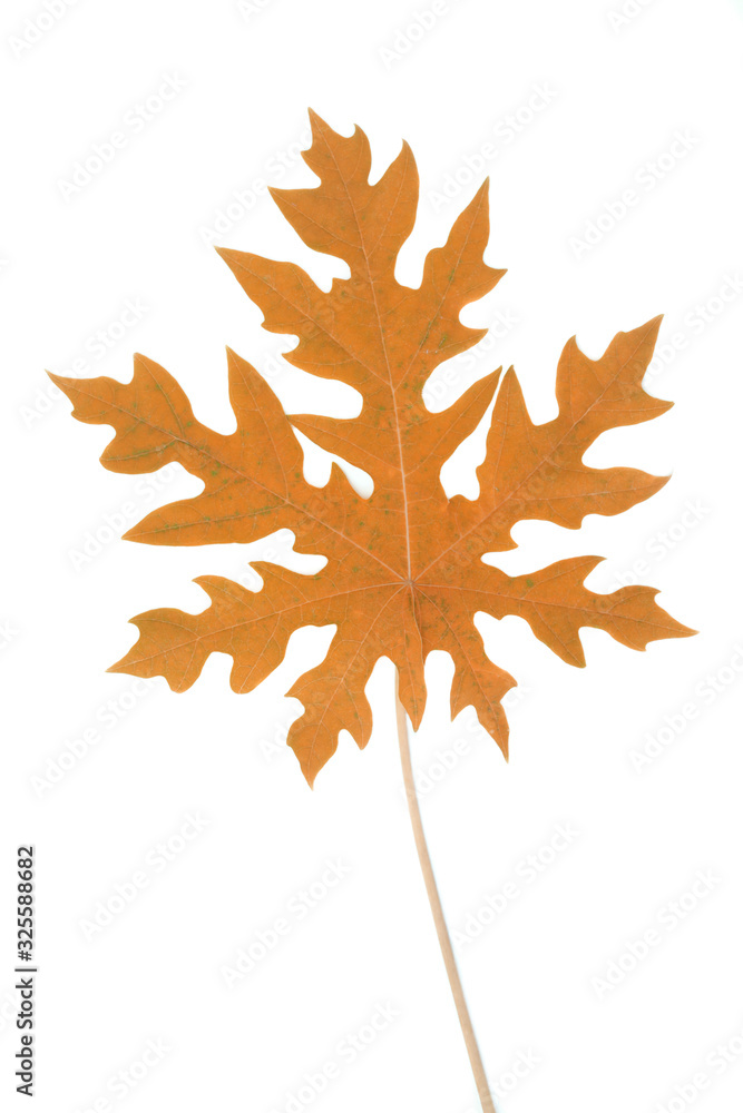 Fototapeta premium Papaya leaves decorated with brown tones Isolated white background