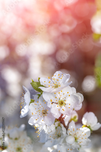 Spring flowers  plum on branches of a plum tree.