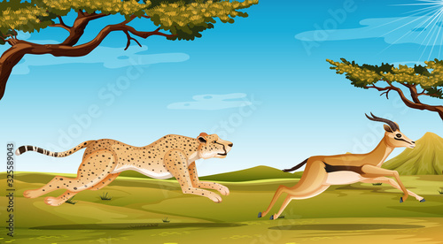 Scene with cheetah chasing anelope in the savannah field