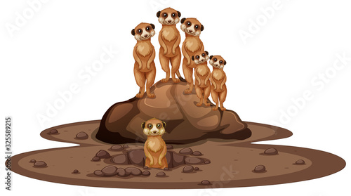 Group of meerkats smiling on the rock