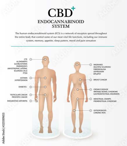 cbd endocannabinoid system effect in body man and woman infographic