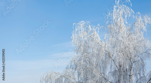 Branches of a white birch covered with hoarfrost, against the background of a blue winter sky.