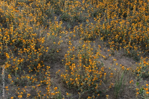 Yellow flowers covering the ground