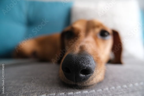 Close up of a dachshund nose, cute dog photo.