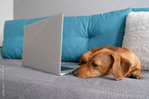 Dachshund lying on the sofa with pillows, notebook. Cozy and comfort atmosphere. Healthy and happy dog.
