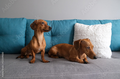 Dachshund and dachshund puppy lying on the sofa. Dog’s life at home.