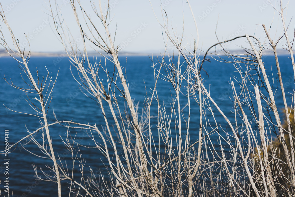 bare tree branches in front of the sea at Blackman's Bay on a sunny summer day in the late afternoon before dusk bare tree branches in front of the sea at Blackman's Bay on a sunny summer day in the late afternoon before dusk