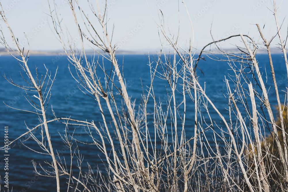 bare tree branches in front of the sea at Blackman's Bay on a sunny summer day in the late afternoon before dusk