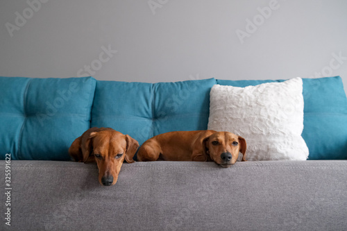 Dachshund and dachshund puppy lying on the sofa. Dog’s life at home.