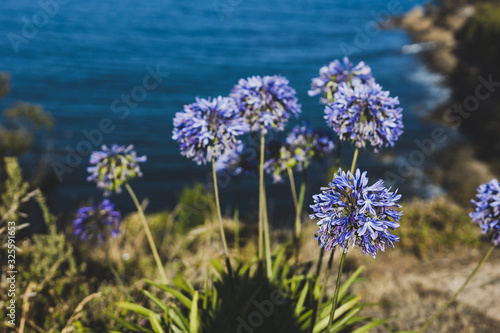 agapanthus plant with purple flowers in front of the sea at Blackman s Bay on a sunny summer day in the late afternoon before dusk