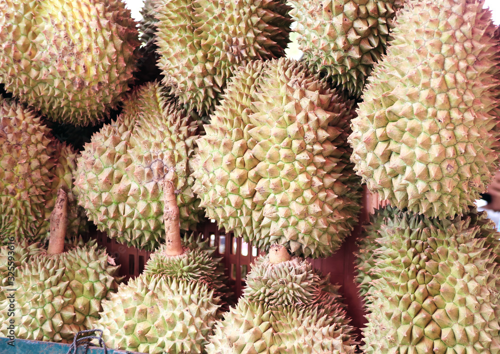 Ripe durian fruits in a market Ripe durian fruits in a market