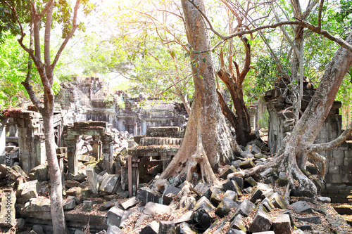 Giant trees on ruin of Koh Ker complex, Cambodia
