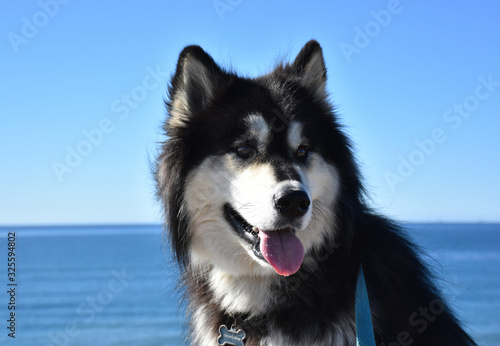 Beautiful Husky Dog with Blue Skies and the Blue Ocean photo