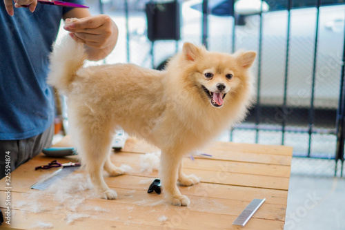 someone grooming or cut a dog hair a pomeranian or small dog breed with a scissors
