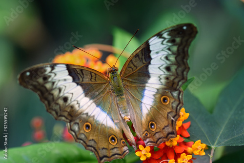 Close-up of a tropical butterfly  Junonia iphta  with open wings in front of green leaves and red flowers