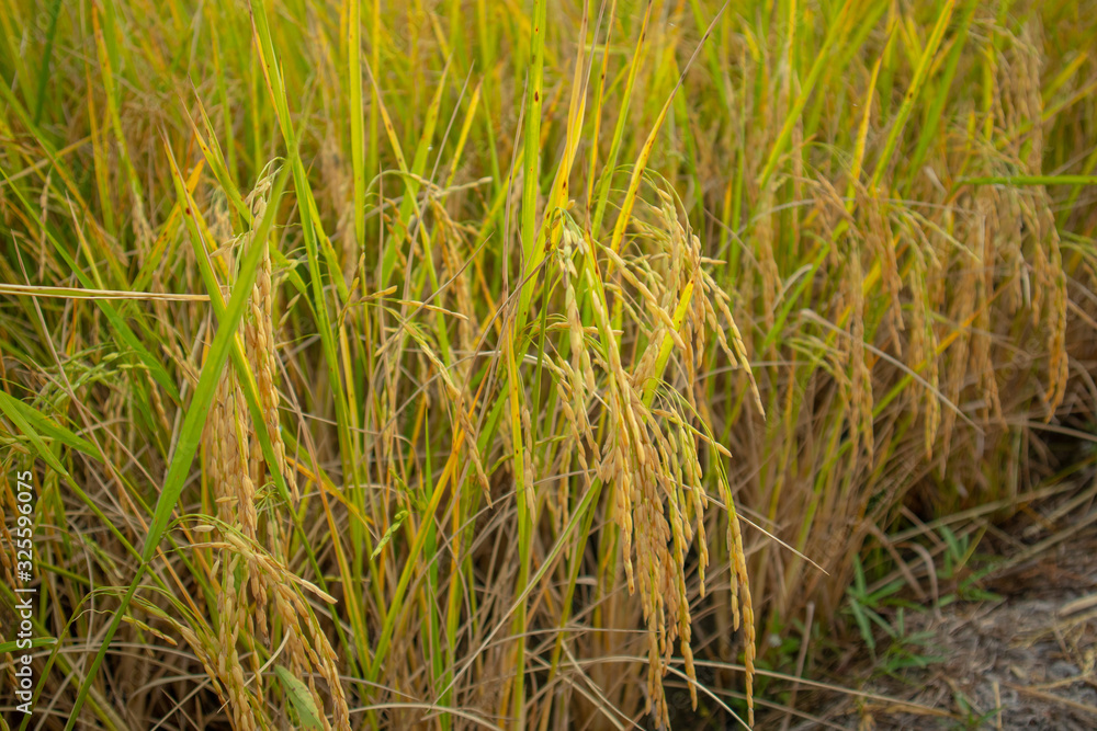 The ears of rice are ripe yellow on the rice fields The ears of rice are ripe yellow on the rice fields
