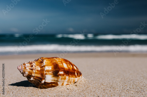 Shells in foreground on sand and blurry sea, Tropical beach with.